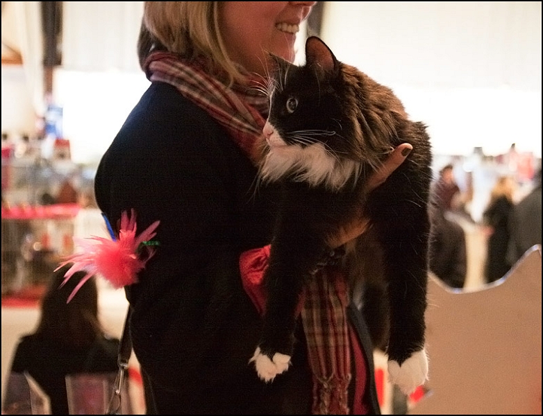 Shira de Tsavo 4.jpg - Shira de Tsavo